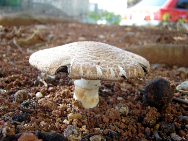 Мицелий Шампиньона портобелло (Agaricus portobello) Мицелий Шампиньона портобелло (Agaricus portobello)